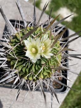 Stenocactus crispatus